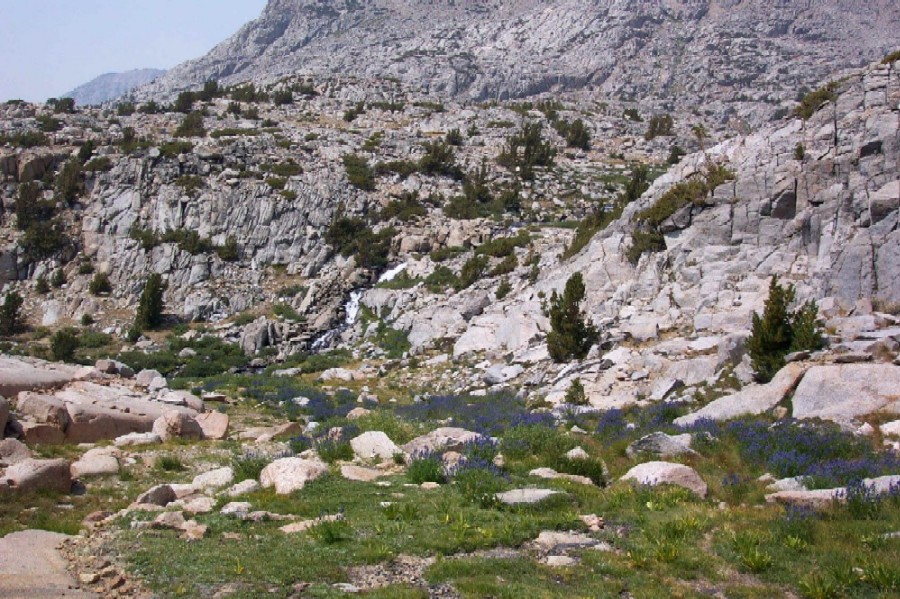 39_mtn heather garden.JPG (839970 bytes)