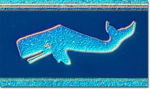 We spotted this Sperm whale sperm whale cartoon. We spotted this Sperm whale
